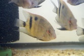 Panda Uaru Cichlid  - Live Fish (Size 4.5")